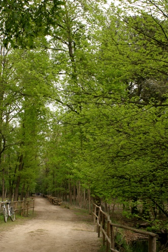 gran bosco mesola