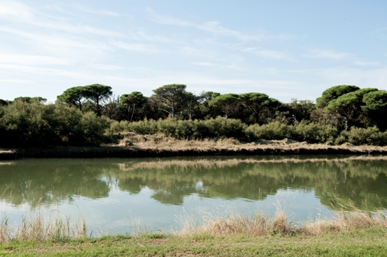 pineta parco del delta